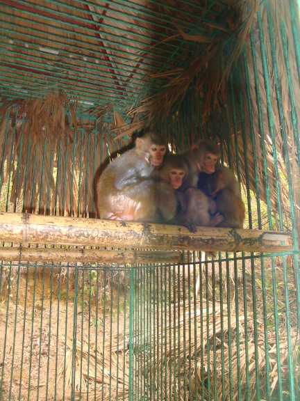 Caged monkeys