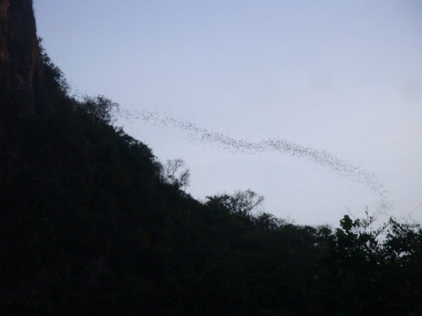 Like steam coming from a boiling kettle, the bats started coming out of the cave.