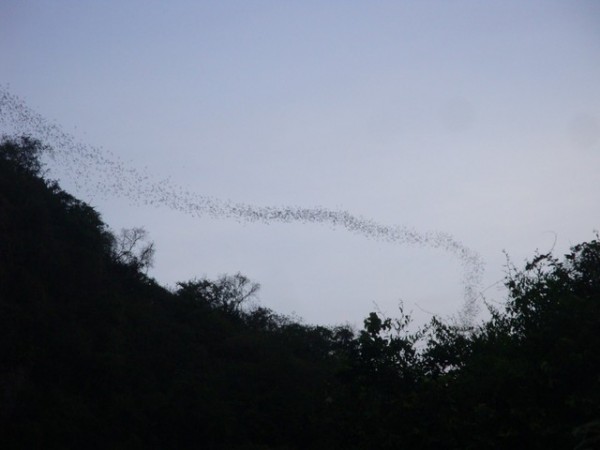 Like steam coming from a boiling kettle, the bats started coming out of the cave.