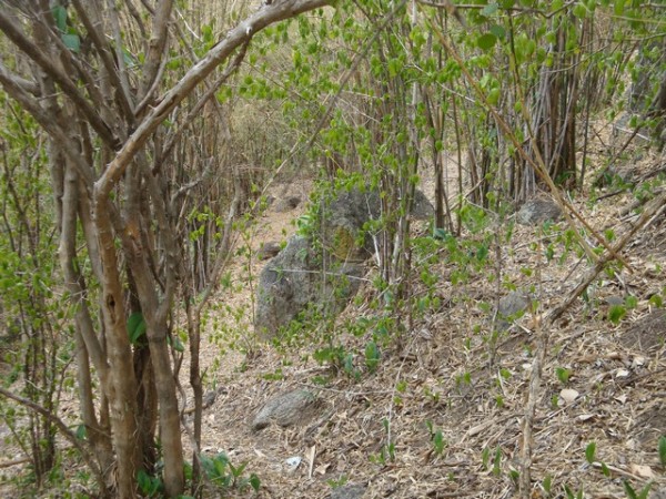 height of trees was not suitable for somebody over 6'5&quot; tall