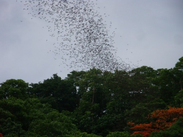 This was very similar to the Cha-Am bats, but these babies were flying out at a rate probably 6 times faster than their Cha-Am counterparts.