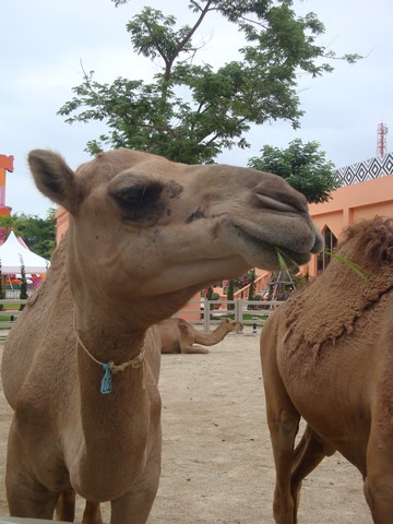 the camels