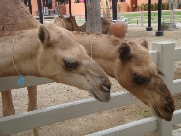 the camels