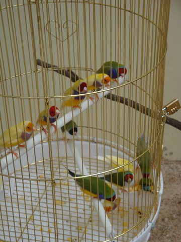 beautiful birds - in very small cages