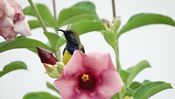 Male olive-backed sunbird.