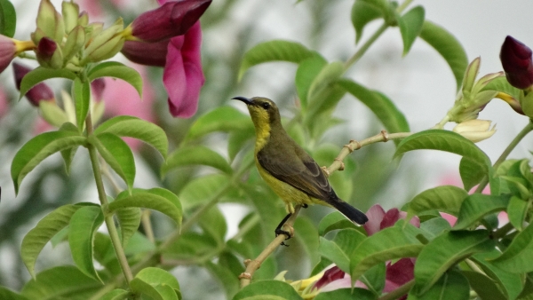 Female olive-backed sunbird.