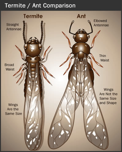 Termite_Ant_Comparison.jpg