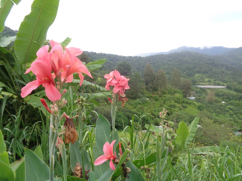 Doi Suthep view 1