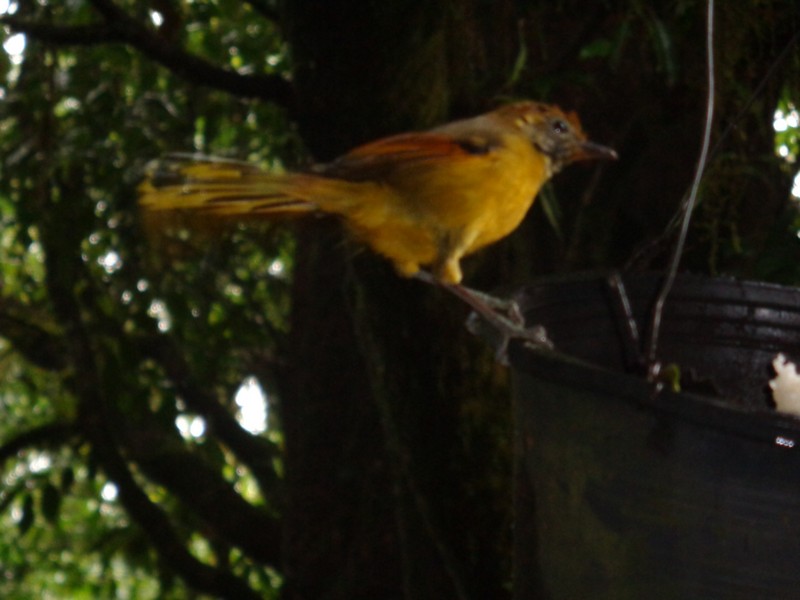 visited by several very colourful birds that I’d never seen before and a few squirrels