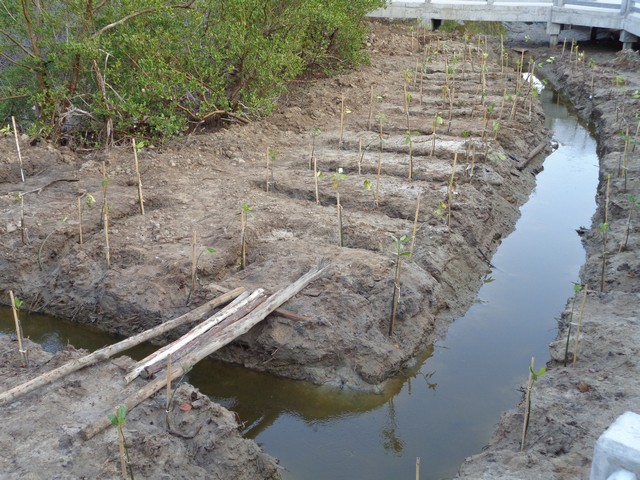 trees have been/are being planted.