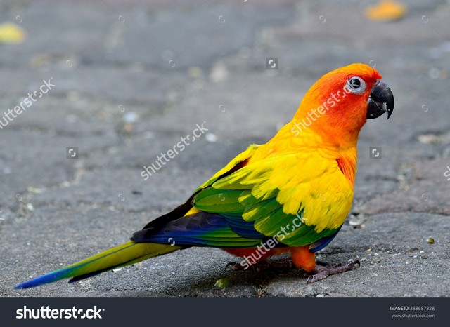 Sun Parakeet - not quite what I saw.