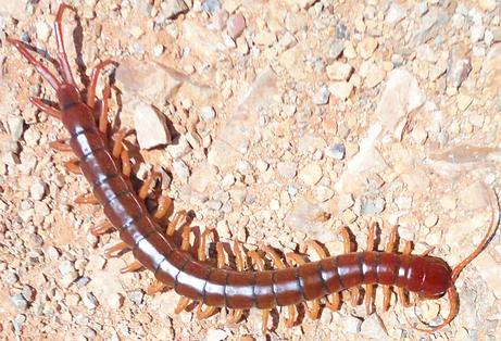 centipede-Scolopendra-9.jpg
