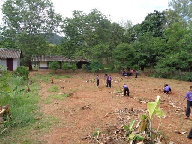 Creating a dragon fruit plantation