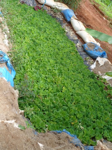 Looks like a load of lettuce.  This was actually a pond with farmed catfish living below.