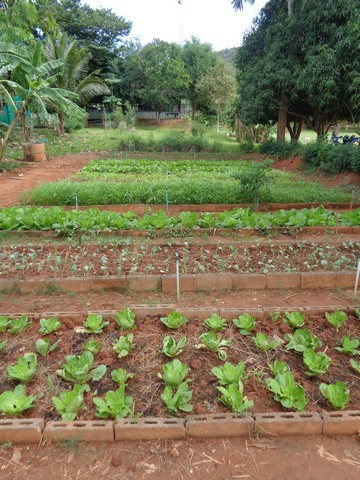 Well manicured vegetable plots