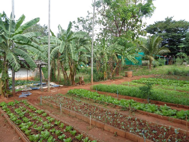 Well manicured vegetable plots
