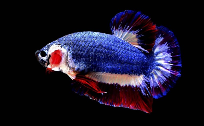 betta.jpg