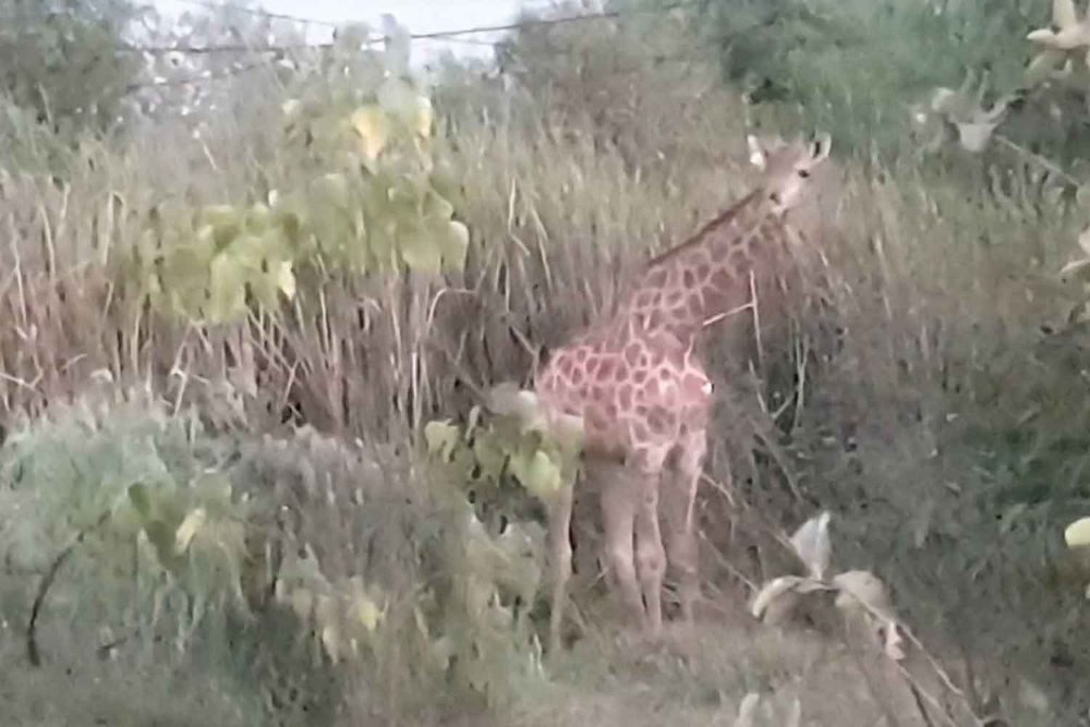 One of the two giraffes that broke loose from a container truck is spotted in bushes beside Highway 304 in Chachoengsao's Bang Khla districts on Tuesday afternoon. (Photo by Sonthanaporn Inchan)