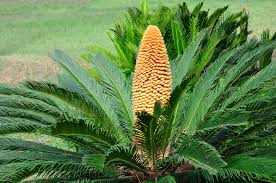 sago palm.jpeg