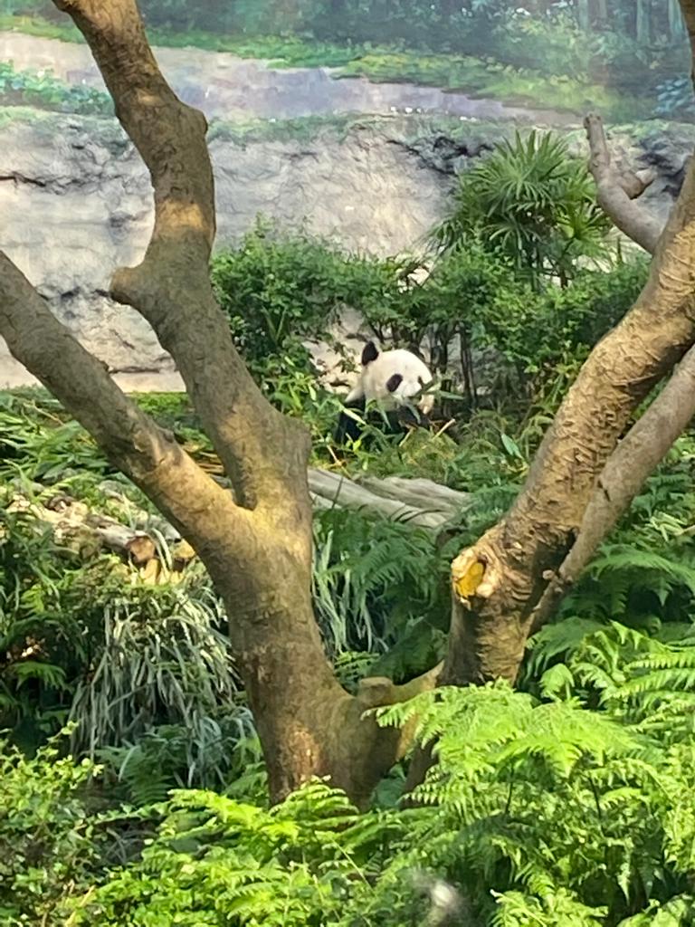 Panda park.jpg