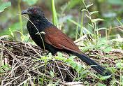greater coucal 1.jpeg