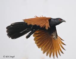 greater coucal 2.jpeg