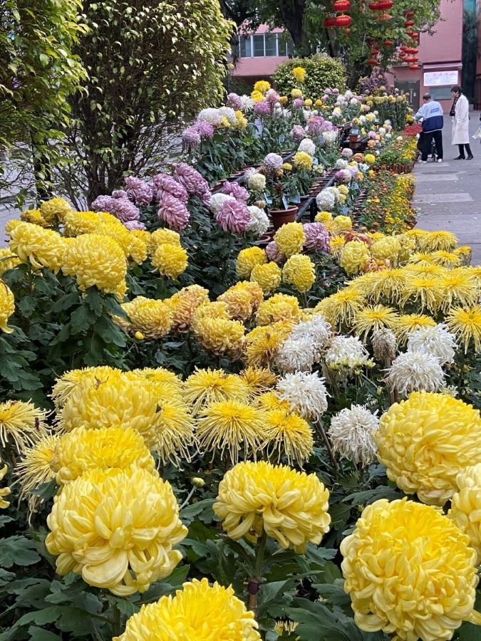 Flowers in Cultural park.jpg