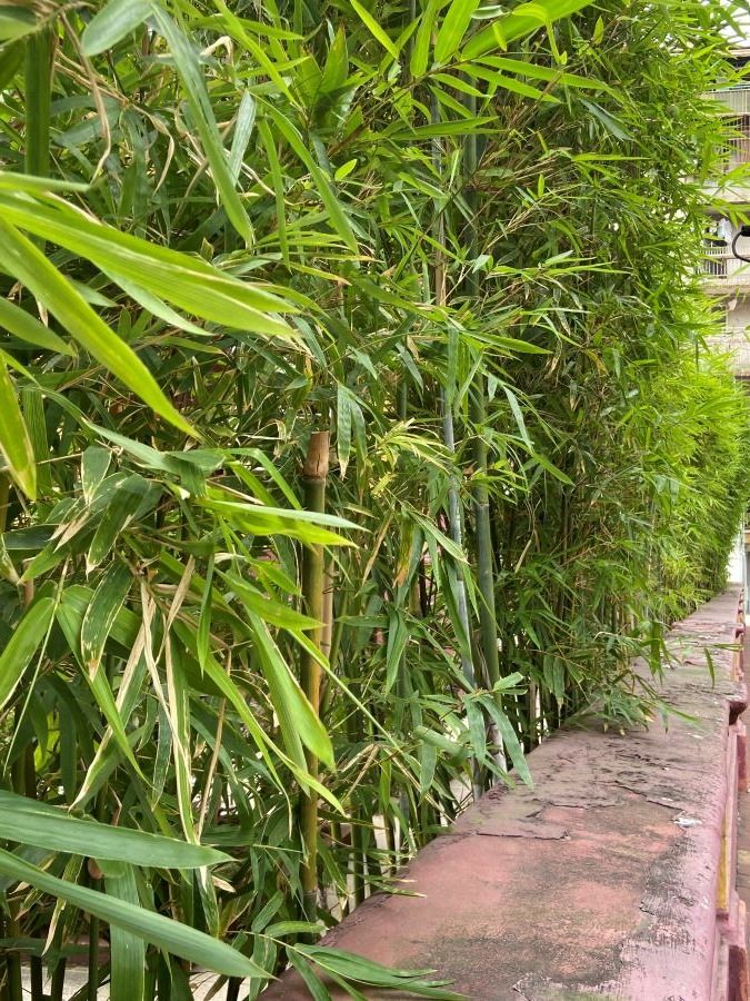 Bamboo Grove.jpg