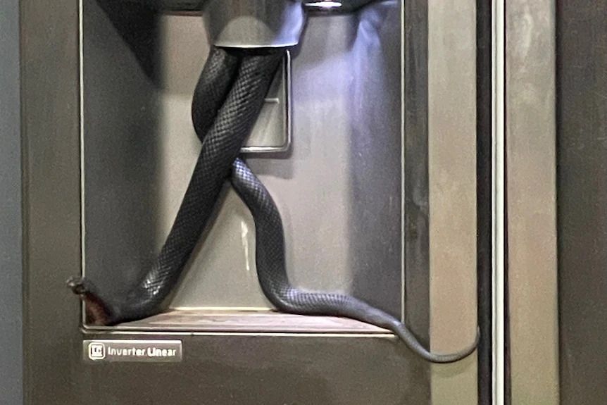 The snake had become trapped in the ice dispenser.(Supplied)