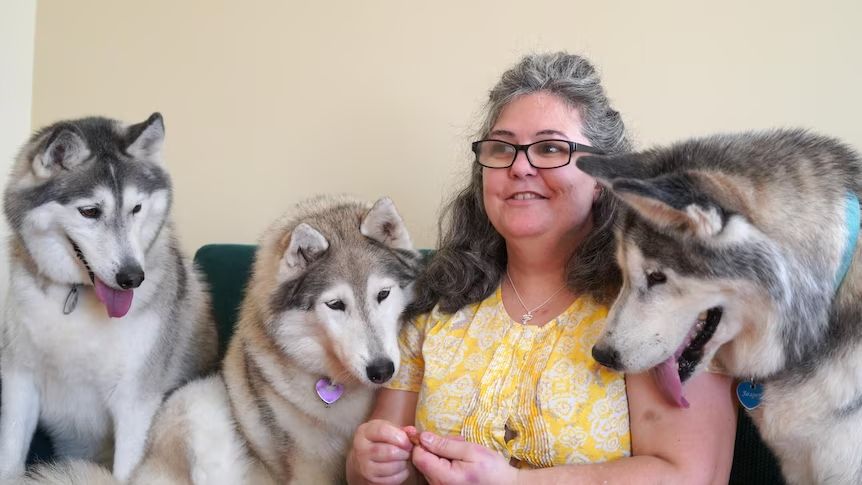Kerry with her three huskies (from left) Zuca, 11, Sheba, 13, and Jasper, 12, in their new home.(ABC NEWS: Alana Calvert)