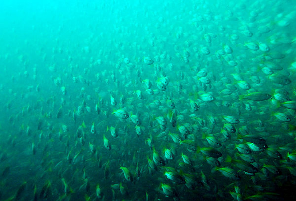 A wall of fish ...