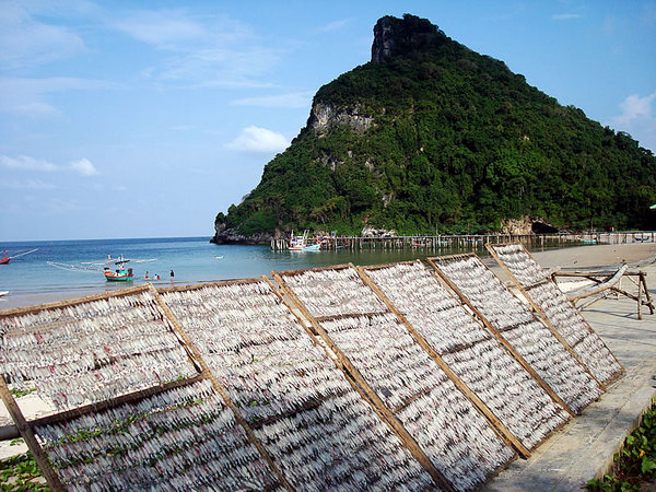 Squid drying.