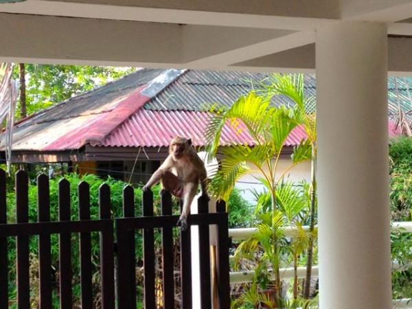 monkey.jpg