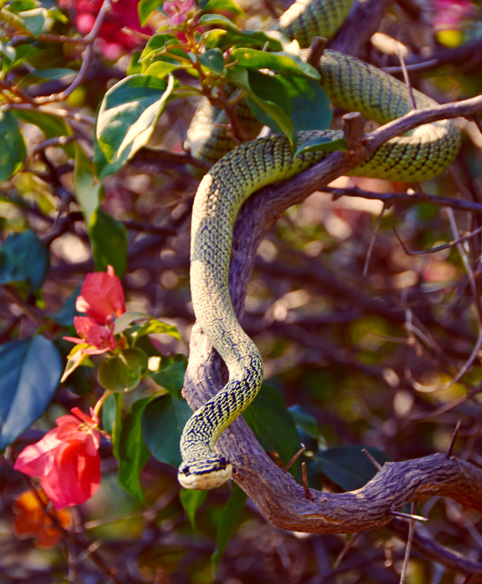 Golden Tree Snake