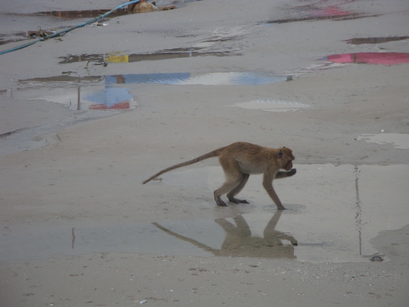 monkeys scavenging on the beach.