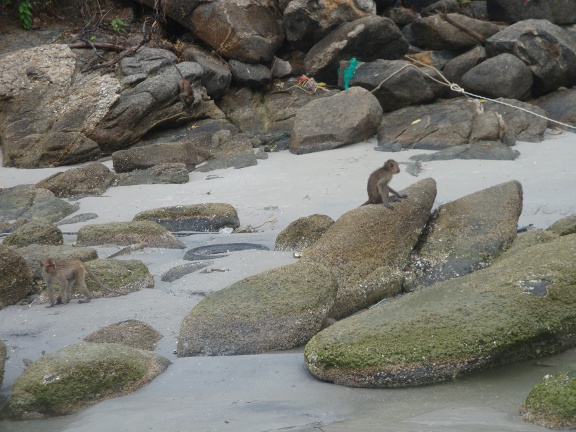 monkeys scavenging on the beach.
