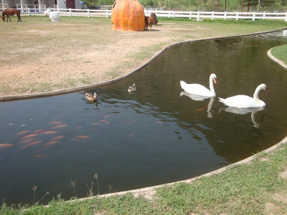 There was a small lake running through the farm, which had been well stocked with Koi Carp