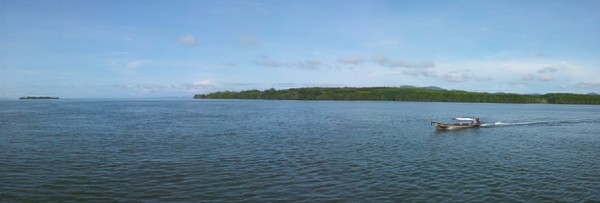 mangrove forest