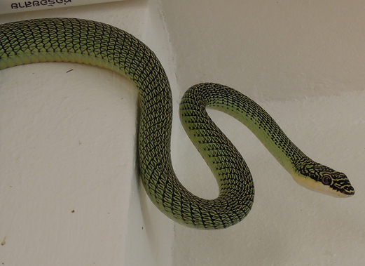 green snake resized.jpg