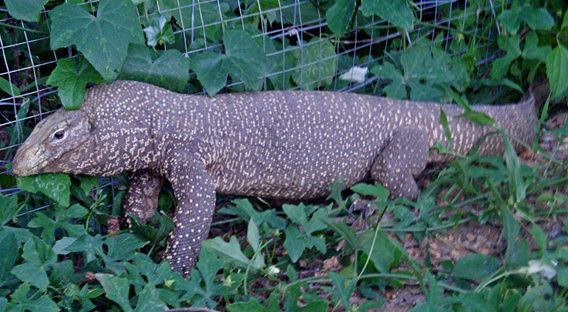monitor lizard 2.jpg