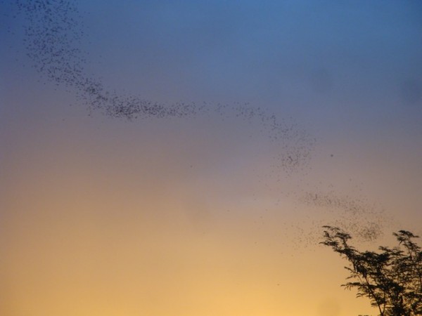 They were forming fantastic patterns in the sky, which in places was putting on its own colourful light show.