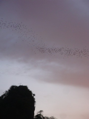 They were forming fantastic patterns in the sky, which in places was putting on its own colourful light show.