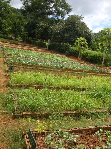 a vibrant market garden