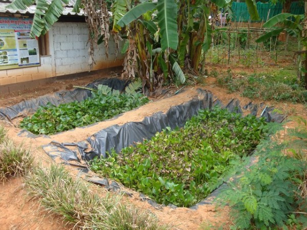 a vibrant market garden