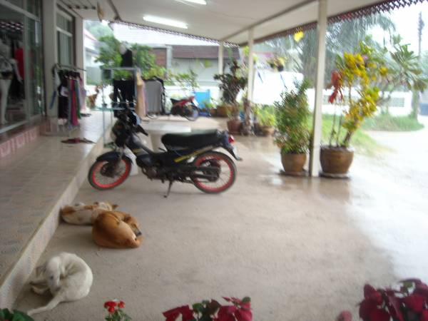 Maybe the dogs are telling me to wait until the rain stops!