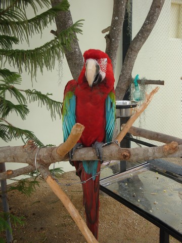 beautiful birds - chained to their perches