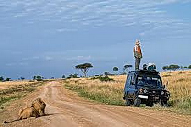 Lion.jpg