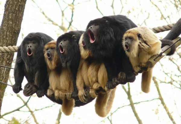 Apes.jpg