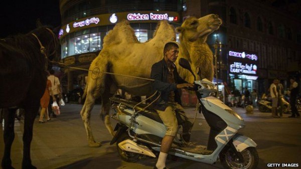 camel.JPG