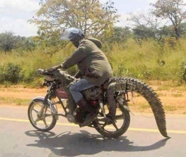 gator.jpg